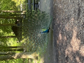 IMG_0140.jpeg